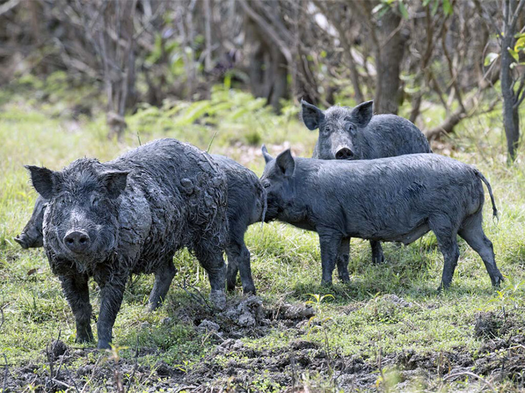 CBEAR hogs-pigs2
